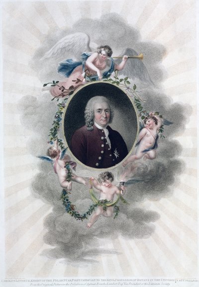 Carolus Linnaeus (1707-78), Cavaliere della Stella Polare, Primo Medico del Re, Professore di Botanica all